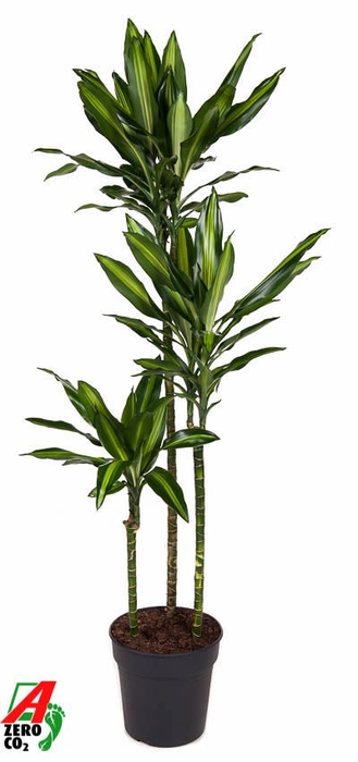 Dracaena Cintho