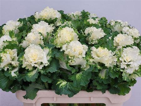 Brass Crane Ru White