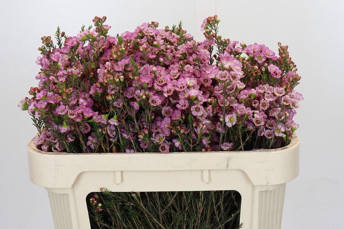 <h4>Chamelaucium Adi</h4>