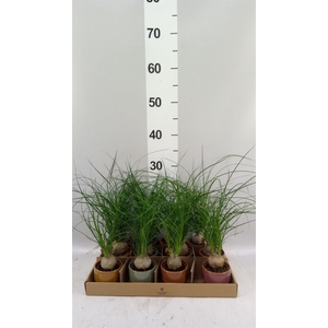 Beaucarnea recurvata