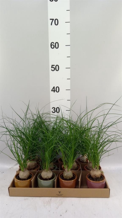 <h4>Beaucarnea recurvata</h4>