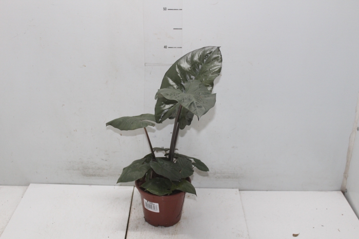 <h4>ALOCASIA SARAWAKENSIS YUCATAN PRINCESS P15</h4>