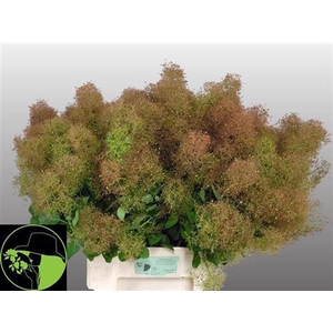 Cotinus C M Green Fountain