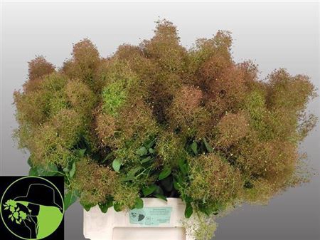 <h4>Cotinus C M Green Fountain</h4>