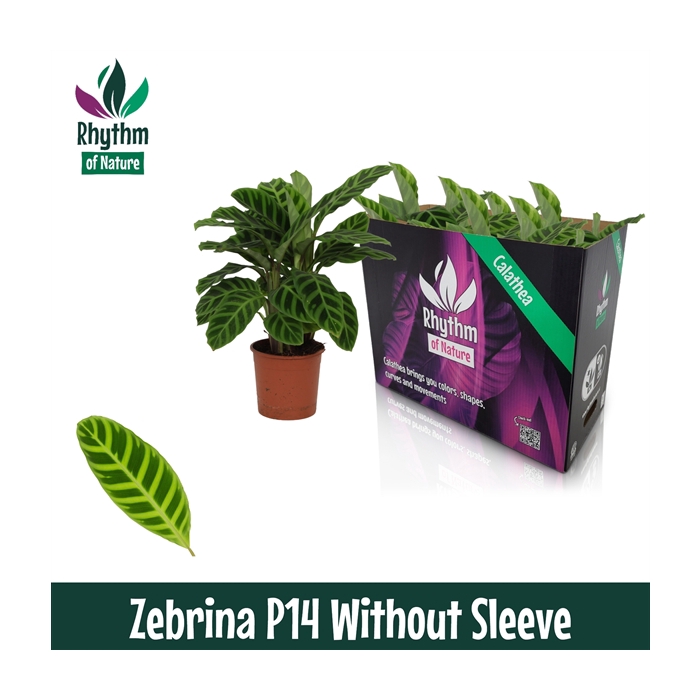 <h4>Calathea 14cm Zebrina Rhythm of Nature zonder hoes</h4>