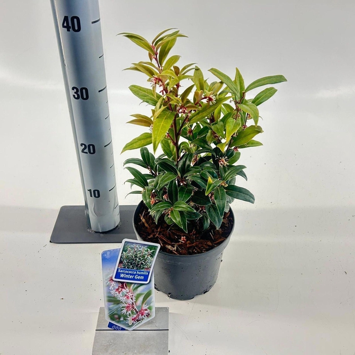 <h4>Sarcococca hookeriana humilis</h4>