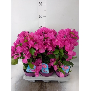Bougainvillea  'Vera Dp Purple Imp'