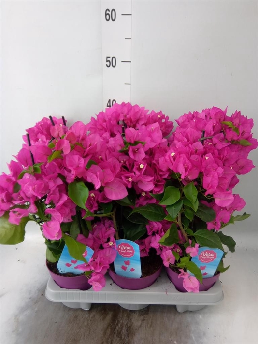 <h4>Bougainvillea 'Vera Dp Purple Imp'</h4>