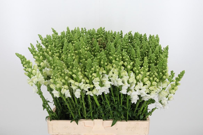 <h4>Antir Albi White</h4>