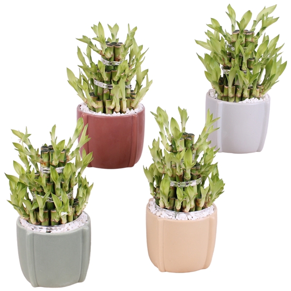 <h4>Lucky Bamboo Shape Round 3S Ø12cm Ceramic CC461</h4>