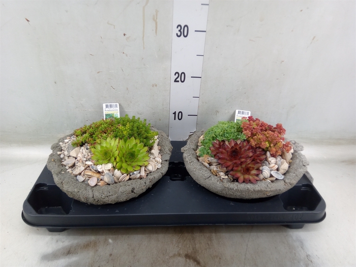 <h4>Arr.   Tuinplanten L%</h4>