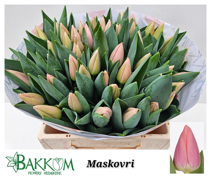 <h4>TU EN MASKOVRI</h4>