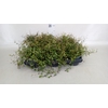 Muehlenbeckia com. 'Mao'ri'