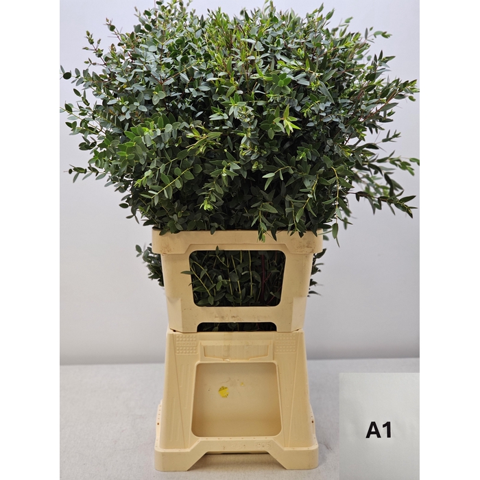 <h4>EUC PARVIFOLIA PER STEEL-IT-</h4>