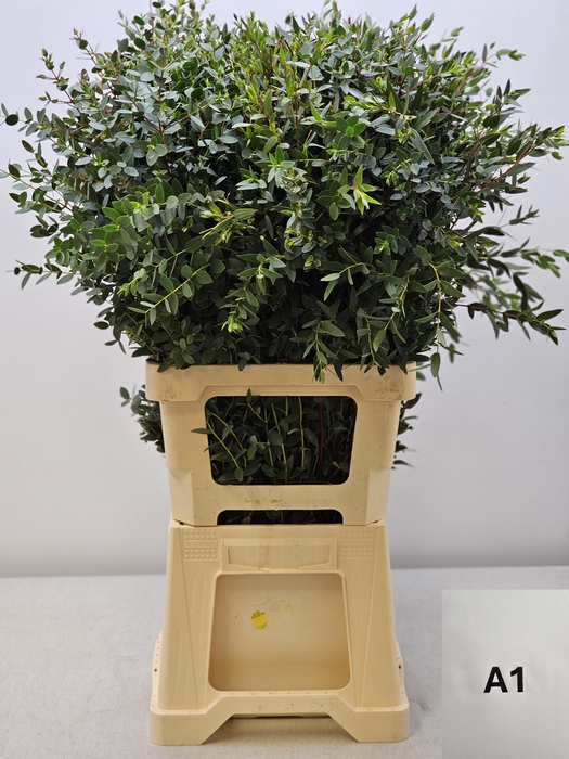 EUC PARVIFOLIA PER STEEL-IT-