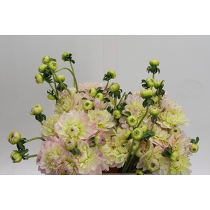 Dahlia Dianas Memory