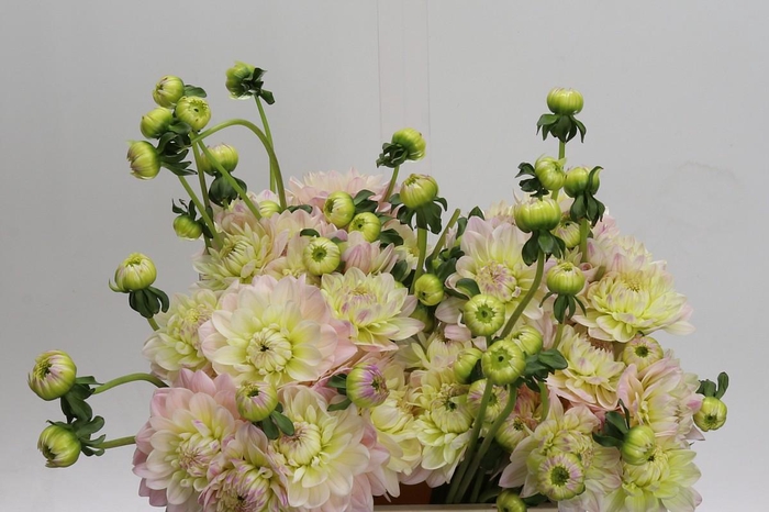 <h4>Dahlia Dianas Memory</h4>