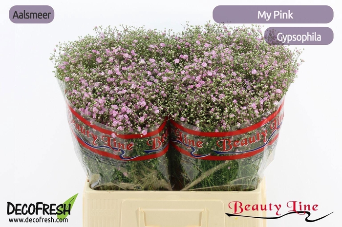 <h4>GYPS PA MY PINK</h4>