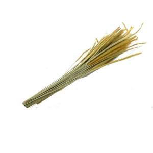 Df Carmen Grass 50g Natural