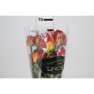 ROSA HIGH MAGIC 060 CM BICOLOR ESTUFA