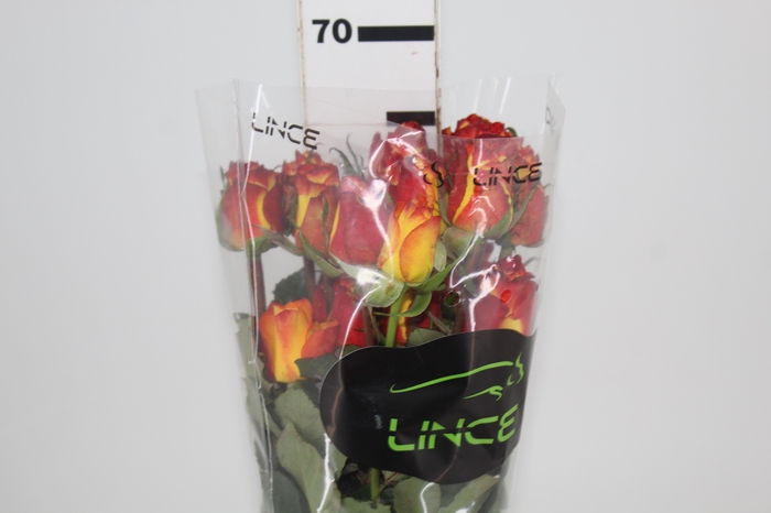<h4>ROSA HIGH MAGIC 060 CM BICOLOR ESTUFA</h4>