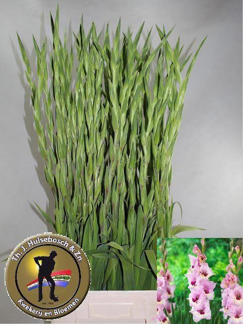 <h4>GLAD GR ZAMORA 140GR</h4>