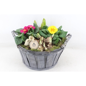 arr4 Primula PL - Hout grijs ton oor XL