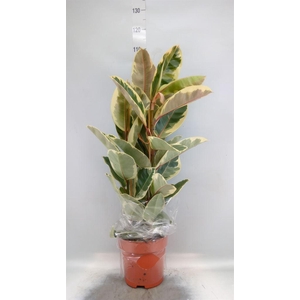 Ficus elastica 'Tineke'