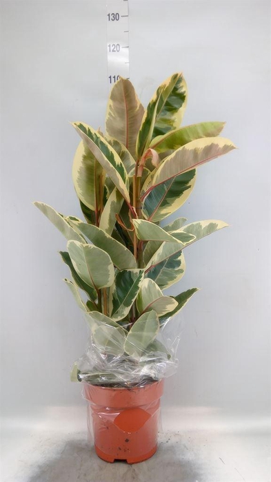 <h4>Ficus elastica 'Tineke'</h4>