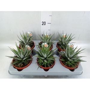 Haworthia fasciata 'Big Band'