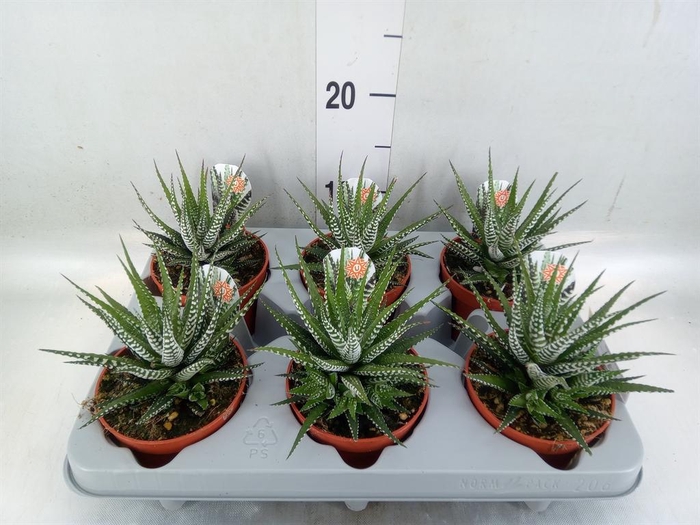 <h4>Haworthia fasciata 'Big Band'</h4>