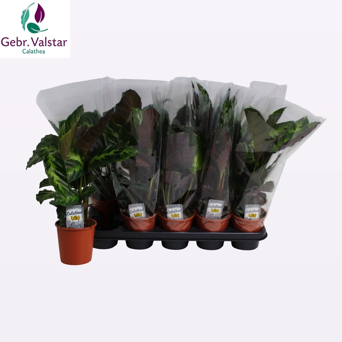 <h4>CALAT GEM 3 SRT</h4>