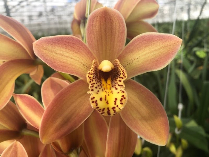 <h4>Cymbidium Mini P11 X10 Leekade</h4>