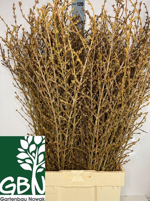 <h4>FORSYTHIA BOS</h4>