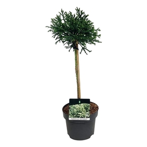 Cryptomeria j. 'Little Champion'