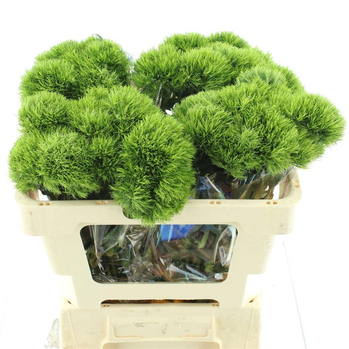 <h4>Di Barb Kiwi Mellow</h4>