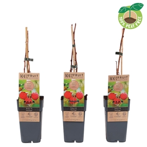 Rubus idaeus