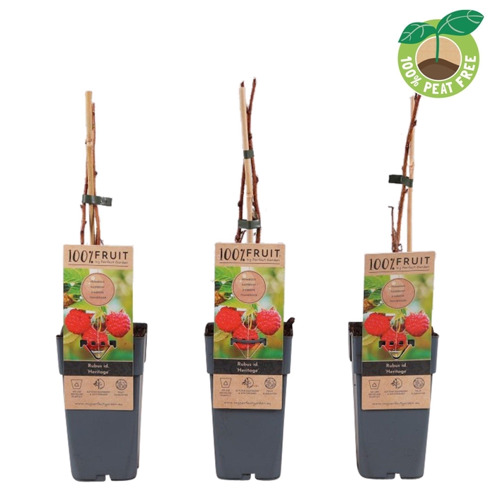 <h4>Rubus idaeus</h4>