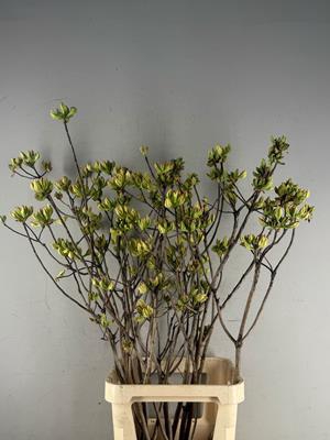 <h4>Rhodo. Limoen</h4>