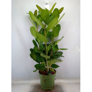 Ficus benghalensis 'Audrey'