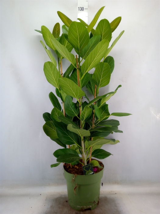 <h4>Ficus benghalensis 'Audrey'</h4>