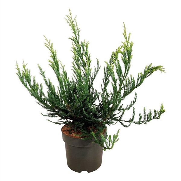 <h4>Sequoia sempervirens 'Adpressa'</h4>