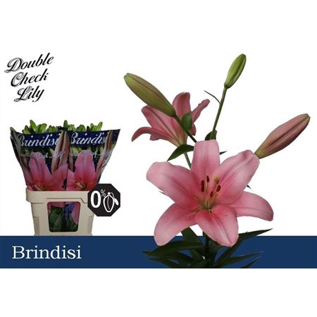 <h4>LI LA BRINDISI 3</h4>