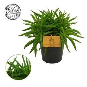 Peperomia ferreyrae Nevada 12cm