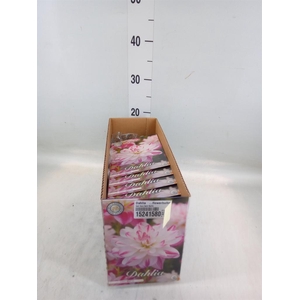 Dahlia   ...flowerbulbs