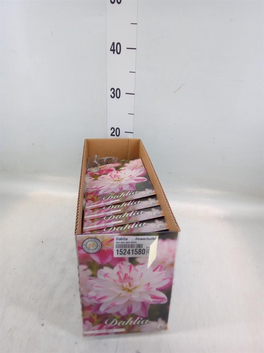 <h4>Dahlia ...flowerbulbs</h4>