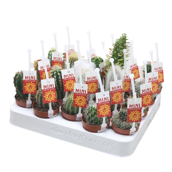<h4>Cactus mix 5,5 cm met picker + etiket</h4>
