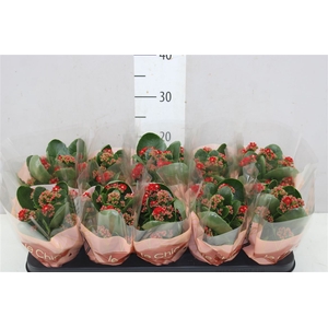 Kalanchoe Rosalina Rood Le Chic