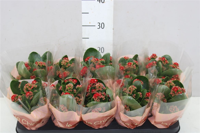 <h4>Kalanchoe Rosalina Rood Le Chic</h4>