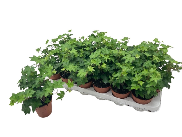 <h4>HED HE BRIGITTE</h4>